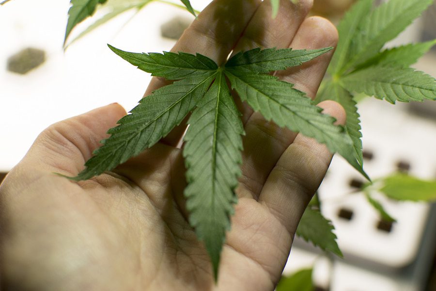 Fristlose Kündigung bei Anbau und Konsum von Cannabis in Mietwohnung