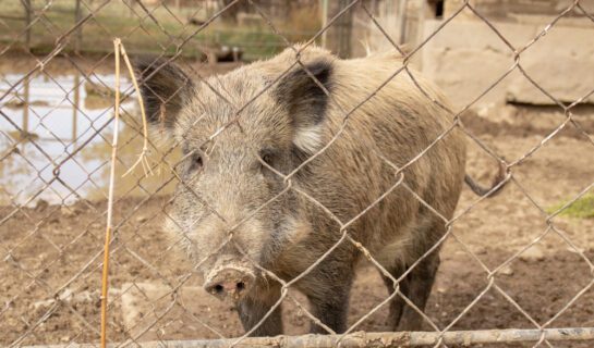 Anspruch des Mieters auf Einfriedung der Mietsache bei abstrakter Gefahr durch Wildschweine?