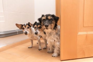 Vertragswidriger Gebrauch bei Haltung mehrerer Hunde in der Mietwohnung