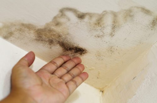 Schimmel und Wasserschaden: Vermieter trägt Umzugskosten