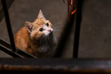 Katzenhaltung durch Mieter in Wohnung – vertragsgemäßer Gebrauch