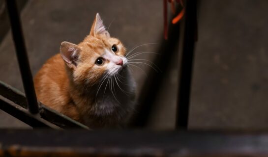 Katzenhaltung durch Mieter in Wohnung – vertragsgemäßer Gebrauch