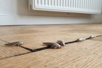 Beseitigung der Papierfischchen in der Wohnung: Wer für die Kosten aufkommt